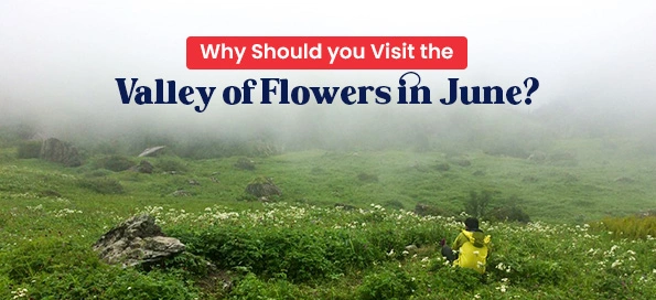 Why Should you Visit the Valley of Flowers in June?