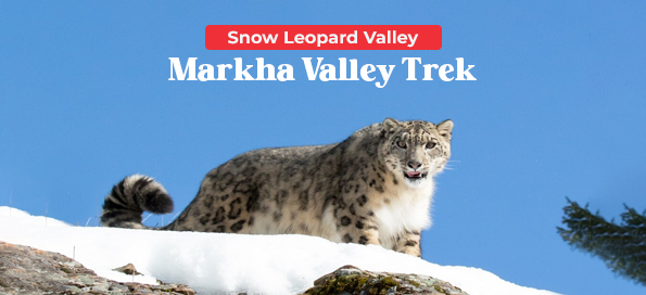Snow leopard Valley – Markha Valley Trek