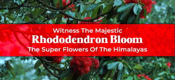 Witness The Majestic Rhododendron Bloom - The Super Flowers Of The Himalayas